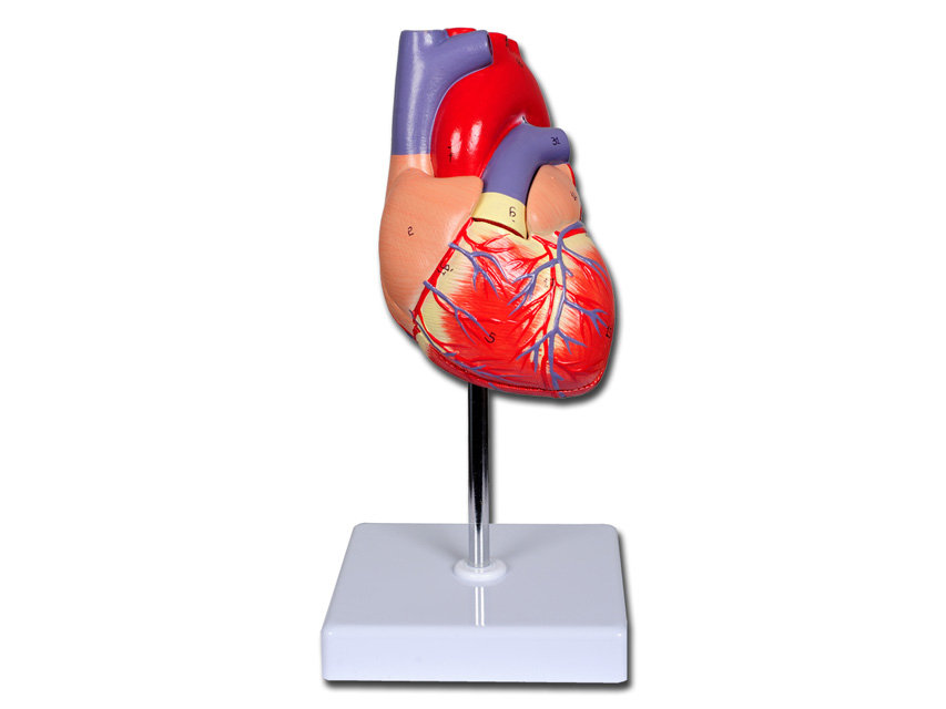 Modeļi -cilvēka anatomija, 5 VALUE HEART - 2 parts - 1X