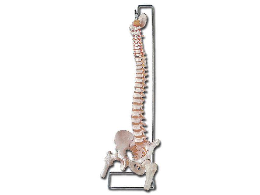 Human anatomy models, FLEXIBLE VERTEBRAL COLUMN with femur heads and open sacrum