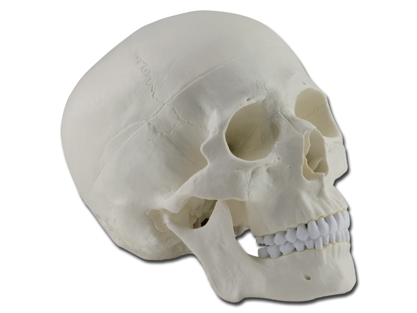 Human anatomy models, HUMAN SKULL - 1X - 3 parts