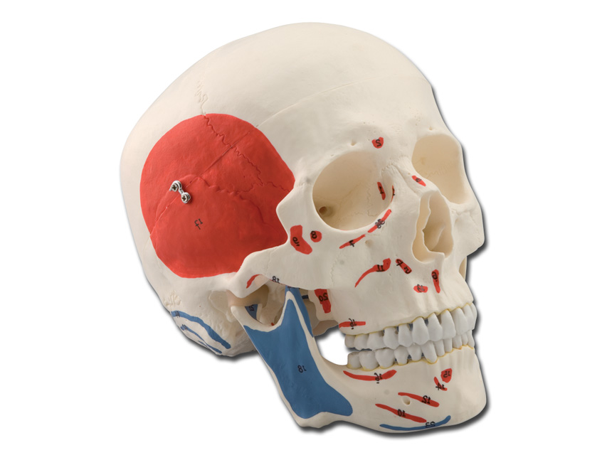 7 CILVĒKA GALVASKAUSS - 1X - 3 daļas, human skull - 1x - 3 parts - muscular1