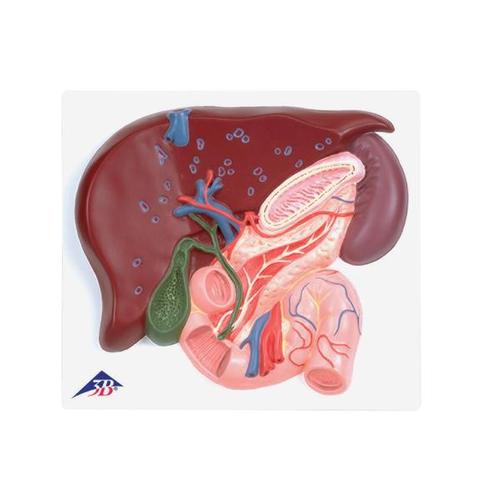 DIGESTIVE SYSTEM MODELS, Liver with Gall Bladder, Pancreas and Duodenum