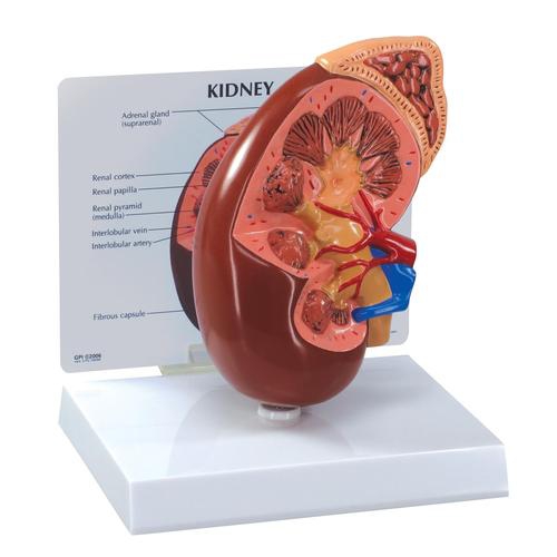 DIGESTIVE SYSTEM MODELS, Normal Kidney Model