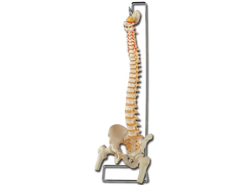 Cilvēka anatomijas modeļi, FLEXIBILĀ VERTEBRĀLĀ KOLUMNA ar augšstilba kaula galviņām