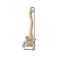 Cilvēka anatomijas modeļi