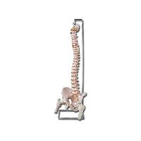 FLEXIBILĀ VERTEBRĀLĀ KOLUMNA ar augšstilba kaula galvām un atvērtu krustu kaulu