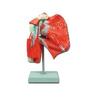 Human anatomy
