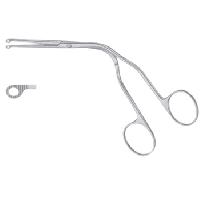 Magill spaile - 20 cm